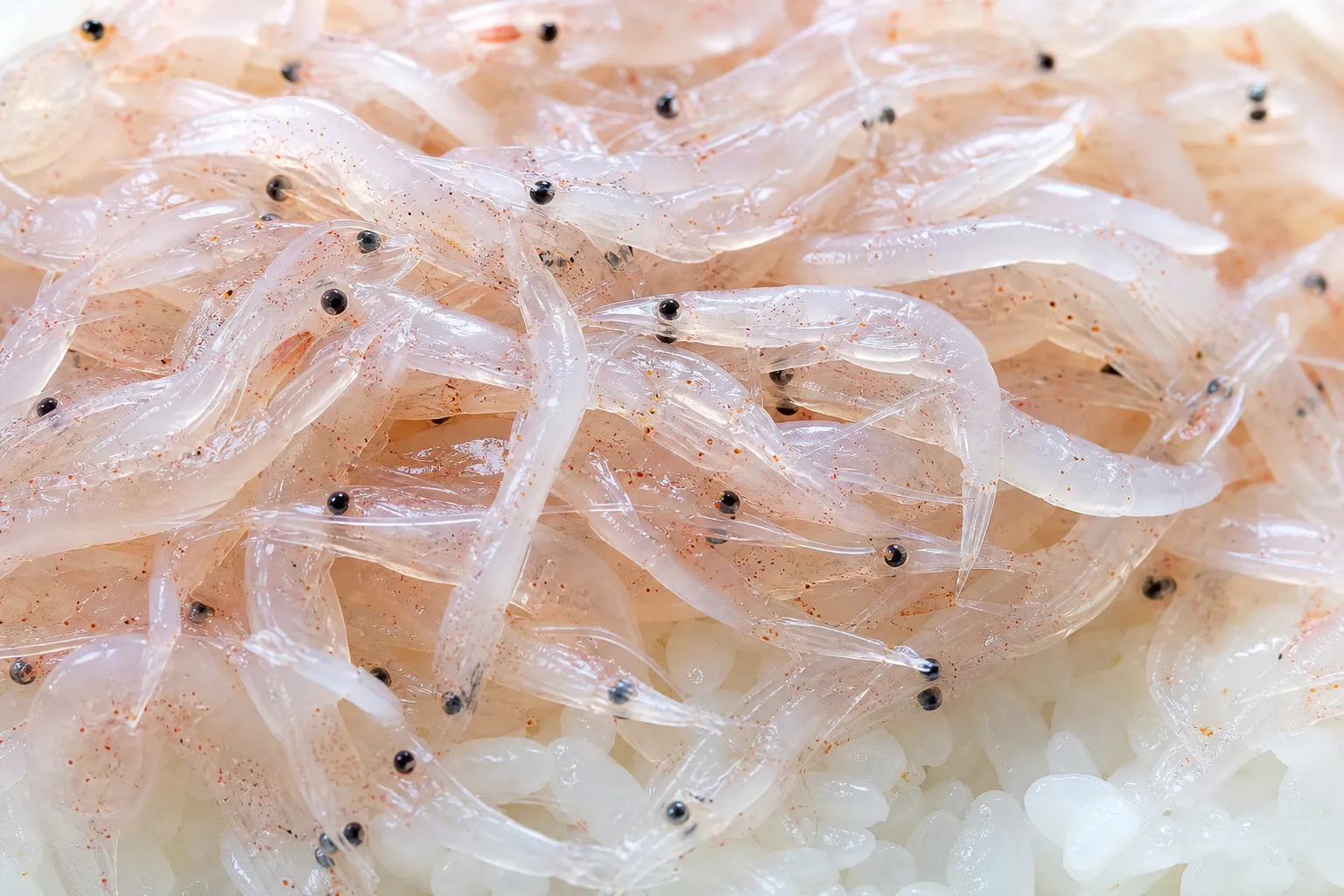 Close-up of tiny translucent pale-pink shiro-ebi piled glistening on white rice