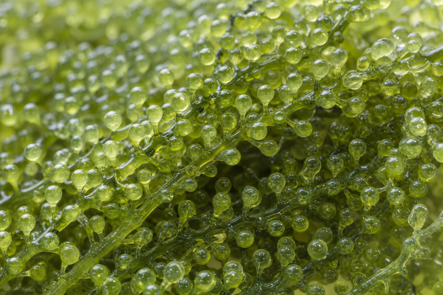 Close-up of Umibudo